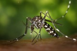 Mosquito-Band gegen Mückenstiche